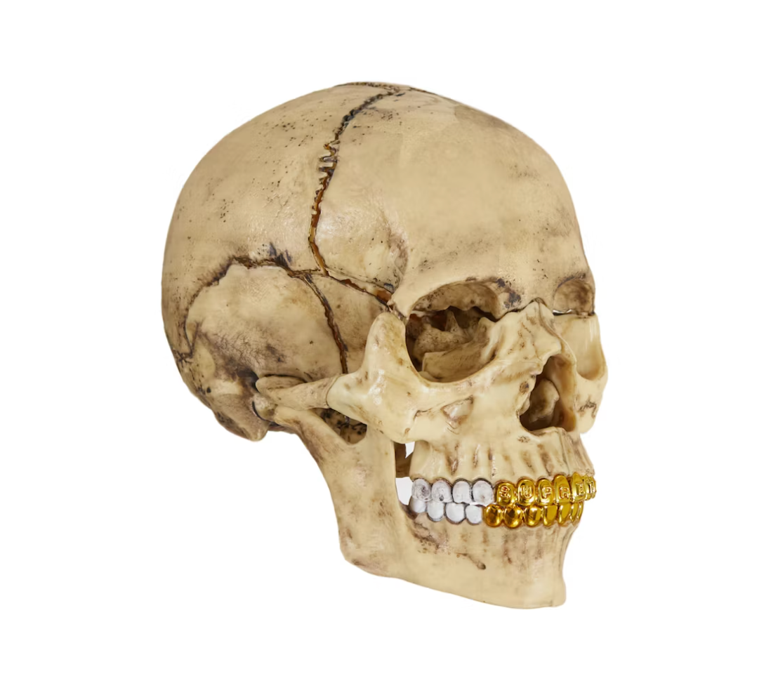 Supreme 4D Model Human Skull