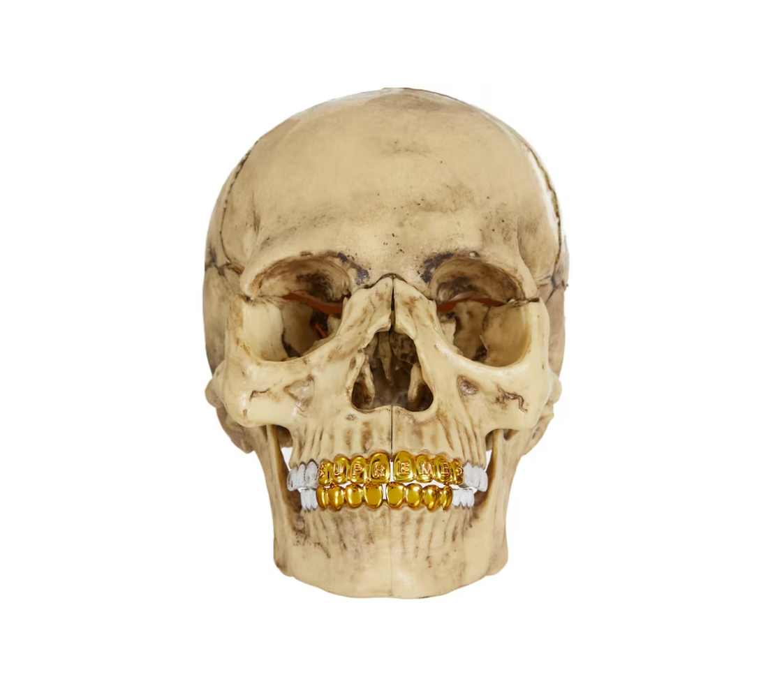 Supreme 4D Model Human Skull